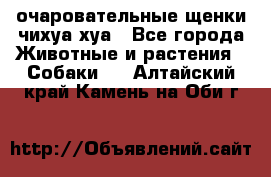 очаровательные щенки чихуа-хуа - Все города Животные и растения » Собаки   . Алтайский край,Камень-на-Оби г.